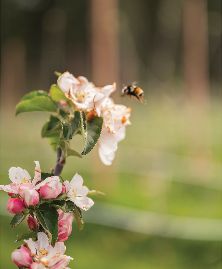 Apple blossoms with a bee pollinating