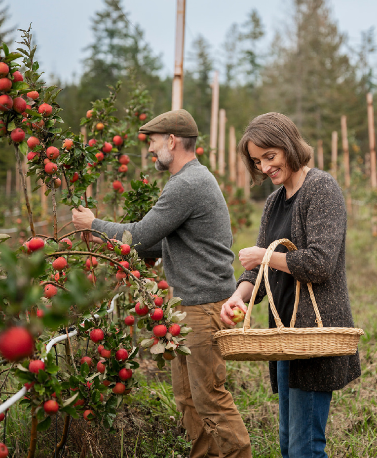 Swayne Creek Cider owners picking apples